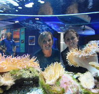 Solitary Islands Aquarium - Accommodation Main Beach