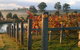 Roses Vineyard At Innes View - thumb 2