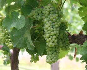 Roses Vineyard At Innes View - Accommodation Main Beach 4