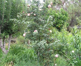 Tombstone Estate Vineyard - Accommodation Main Beach 0