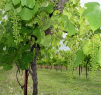 Holland Wines - Accommodation Main Beach