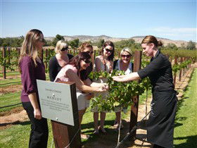 Jacob's Creek Vineyard Tour - Accommodation Main Beach 2
