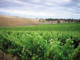 Uleybury Wines - Accommodation Main Beach 2