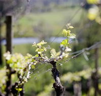 Stonier Wines - Accommodation Main Beach