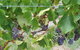 Dinny Goonan Wines - thumb 0