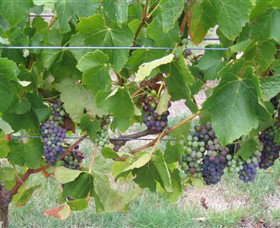 Dinny Goonan Wines - Accommodation Main Beach 0