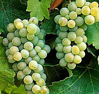 Clover Hill Vineyard - Accommodation Main Beach