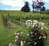 Pembroke Estate Vineyard - Accommodation Main Beach