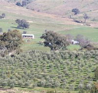 Wymah Organic Olives and Lambs - Accommodation Main Beach