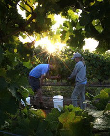 Oakdene Vineyards Restaurant And Cellar Door - Accommodation Main Beach 3