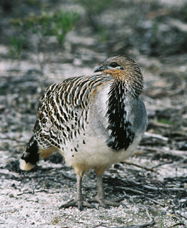 Yongergnow Australian Malleefowl Centre - Accommodation Main Beach 0