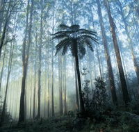 Yarra Ranges National Park - Accommodation Main Beach