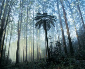 Yarra Ranges National Park - Accommodation Main Beach 0