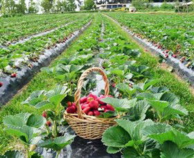 Blue Hills Berries & Cherries - Accommodation Main Beach 0