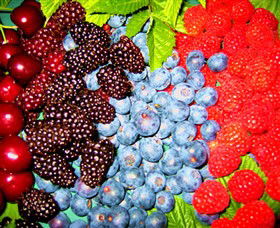 Blue Hills Berries & Cherries - Accommodation Main Beach 2