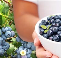 Jolly Berries - Accommodation Main Beach