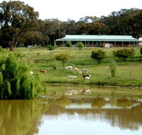 Clearview Alpacas - Accommodation Main Beach