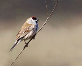 Capertee Valley Bird Trail - Accommodation Main Beach 3