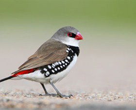 Capertee Valley Bird Trail - Accommodation Main Beach 1