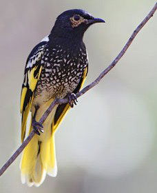 Capertee Valley Bird Trail - Accommodation Main Beach 4