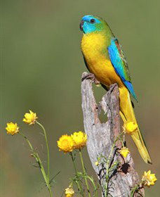 Capertee Valley Bird Trail - Accommodation Main Beach 5