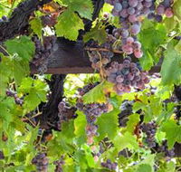  Murrumbateman Winery Company Pty Ltd  - Accommodation Main Beach