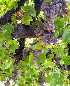  Murrumbateman Winery Company Pty Ltd  - Accommodation Main Beach 0