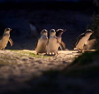 Phillip Island Nature Parks - Accommodation Main Beach