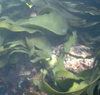Churchill Island Marine National Park - Accommodation Main Beach