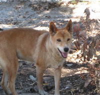 Cohunu Koala Park - Accommodation Main Beach