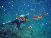 Imagine Cruises - Accommodation Main Beach 0