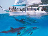 Imagine Cruises - Accommodation Main Beach 2