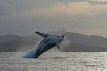 Byron Bay Whale Watching - Accommodation Main Beach 1