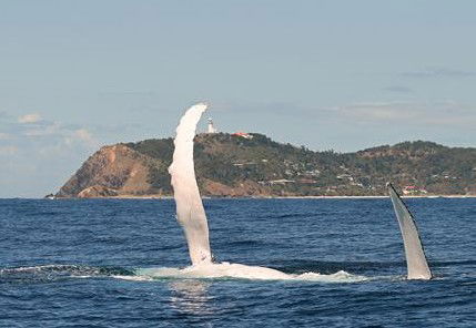 Byron Bay Whale Watching - Accommodation Main Beach 3
