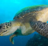 Byron Bay Dive Centre - Accommodation Main Beach