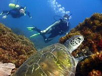 Byron Bay Dive Centre - Accommodation Main Beach 3