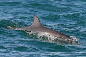 Byron Bay Dolphin Wildlife Tours - Accommodation Main Beach 0
