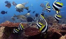 Byron Bay Dolphin Wildlife Tours - Accommodation Main Beach 3