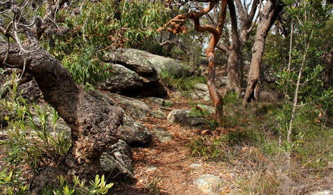 Box Head Track - Accommodation Main Beach 0