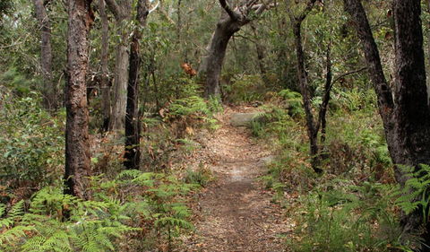 Box Head Track - Accommodation Main Beach 1