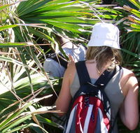 Palm Jungle loop track - Accommodation Main Beach