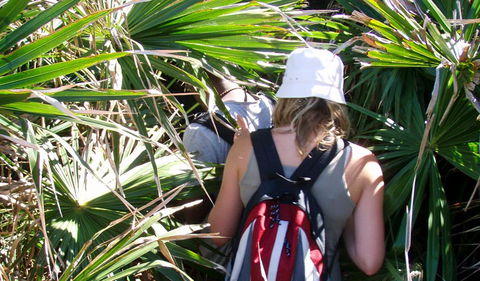 Palm Jungle Loop Track - Accommodation Main Beach 0