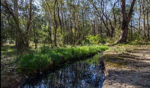 Scheyville Horse Riding Trails - Accommodation Main Beach 2