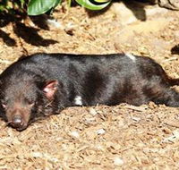 Symbio Wildlife Park - Accommodation Main Beach
