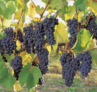 Hills Short Wine and Food Trail - Accommodation Main Beach