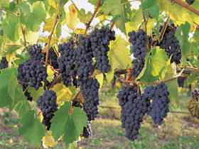 Hills Short Wine And Food Trail - Accommodation Main Beach 0