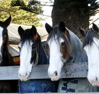 Victor Harbor Horse Drawn Tramway - Accommodation Main Beach