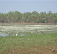 Leaning Tree Lagoon Nature Park - Accommodation Main Beach
