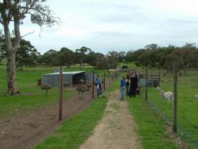 Avenue Emus - Accommodation Main Beach 0