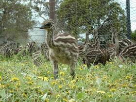 Avenue Emus - Accommodation Main Beach 1